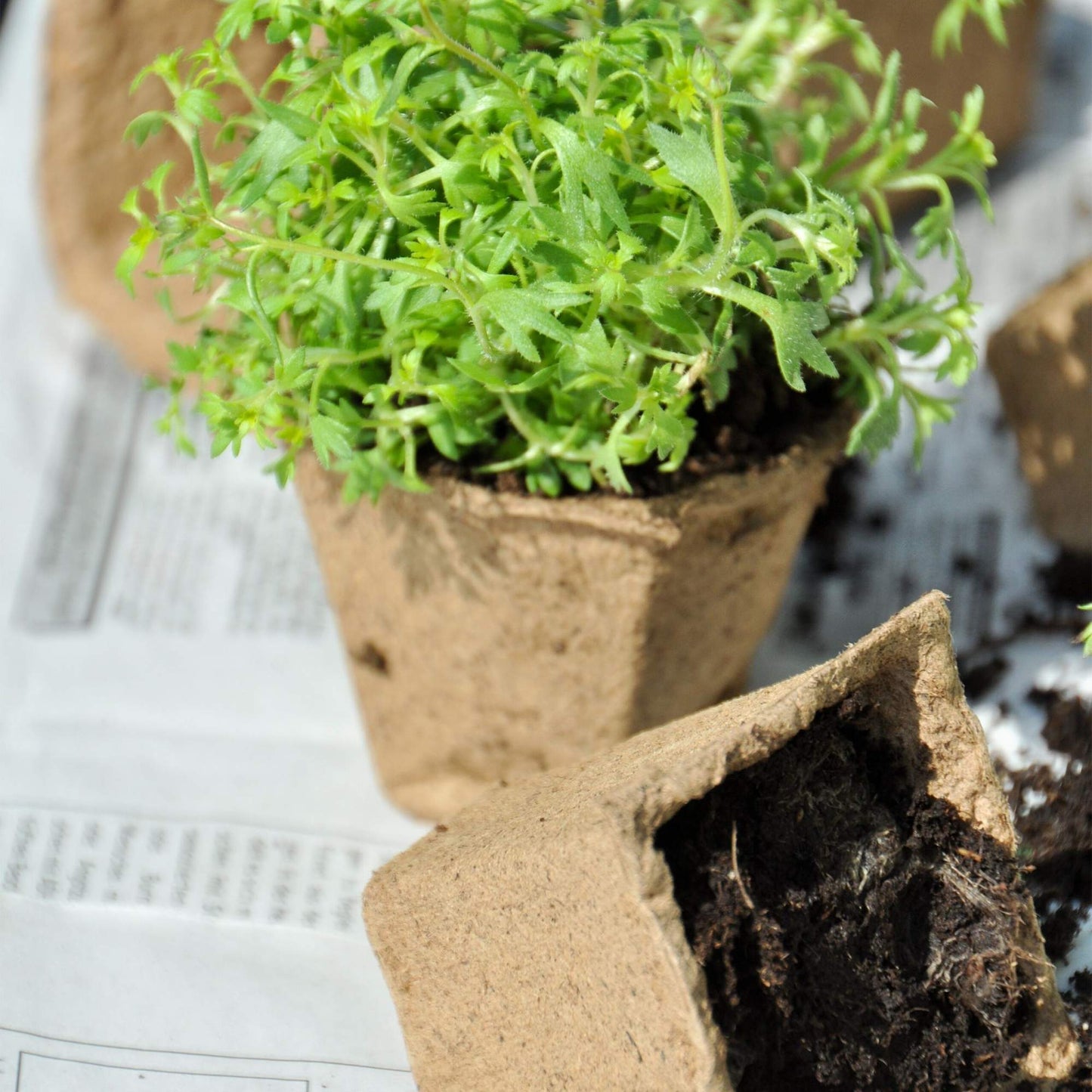 Cultivation pots 240 sets with accessories