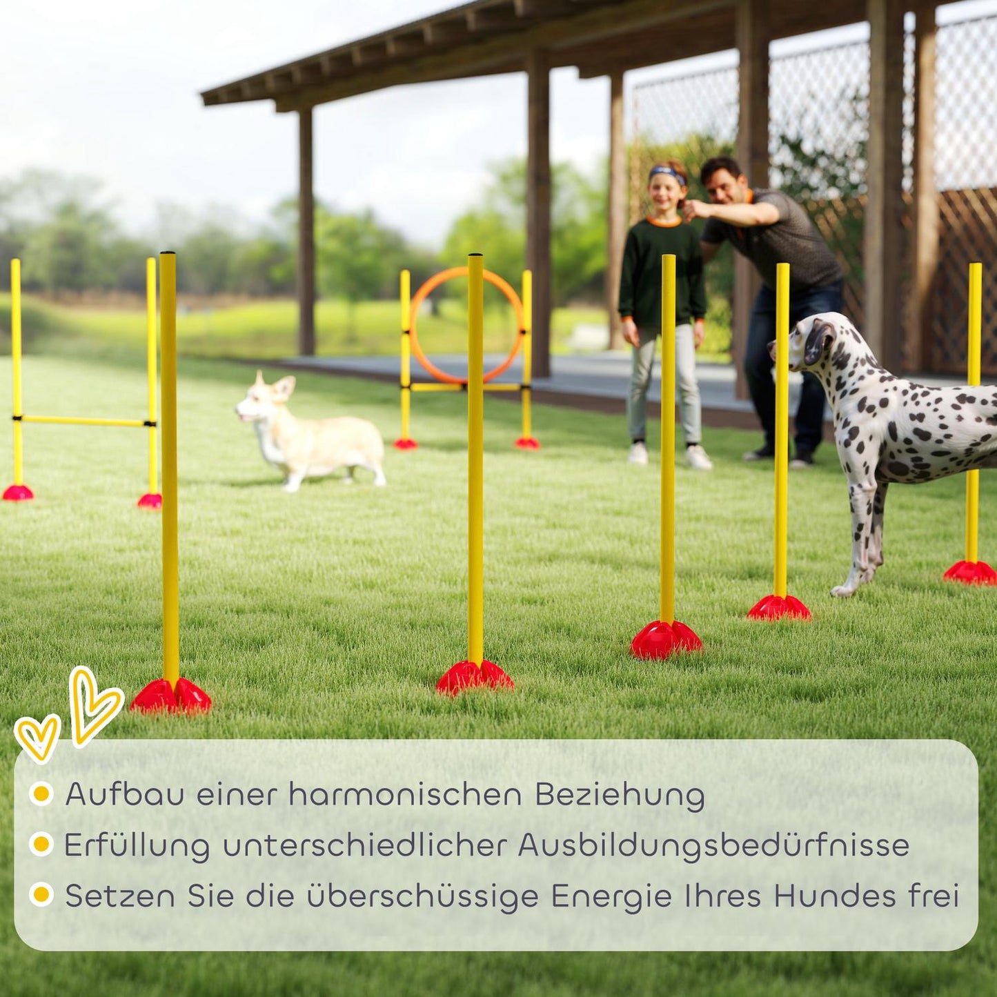 Dog Agility Training Set, 4-piece adjustable equipment