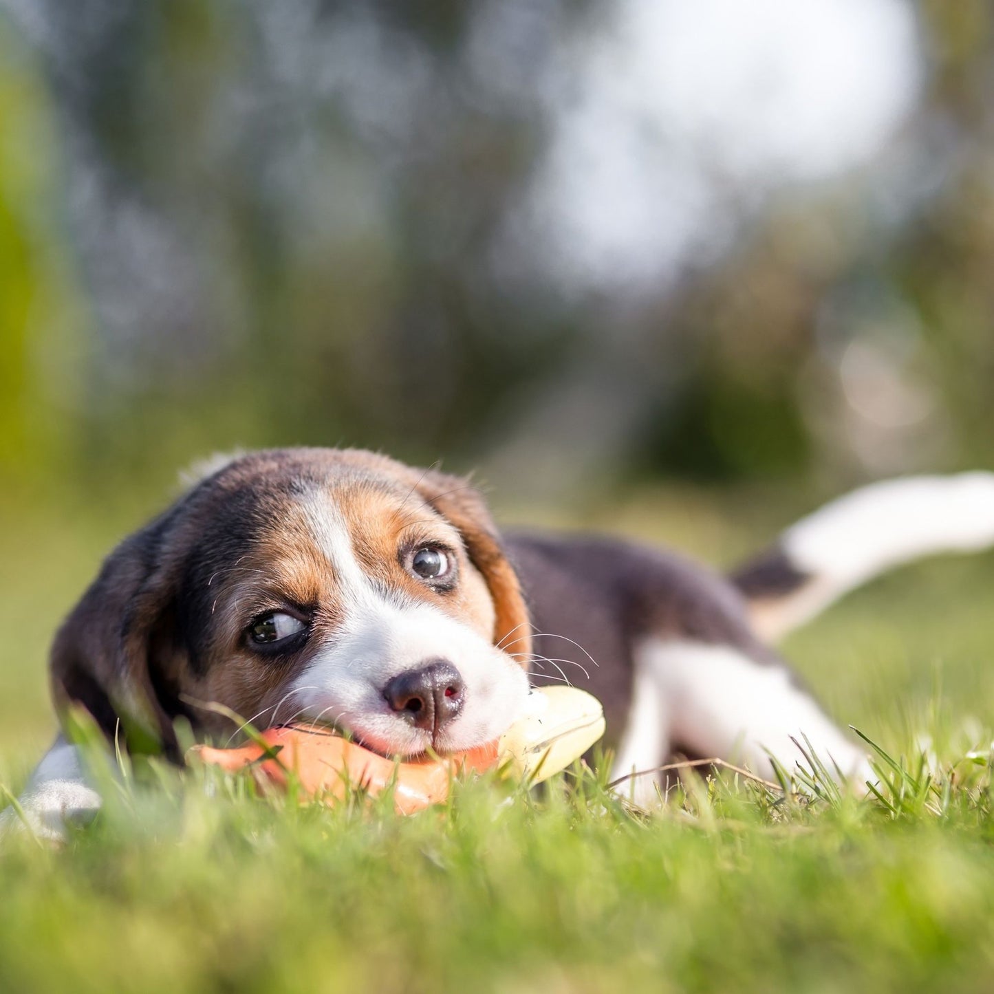 Dog toy Sausage