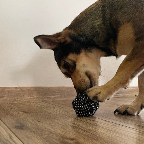 Dog toy set - 10 pcs Purlov 24388