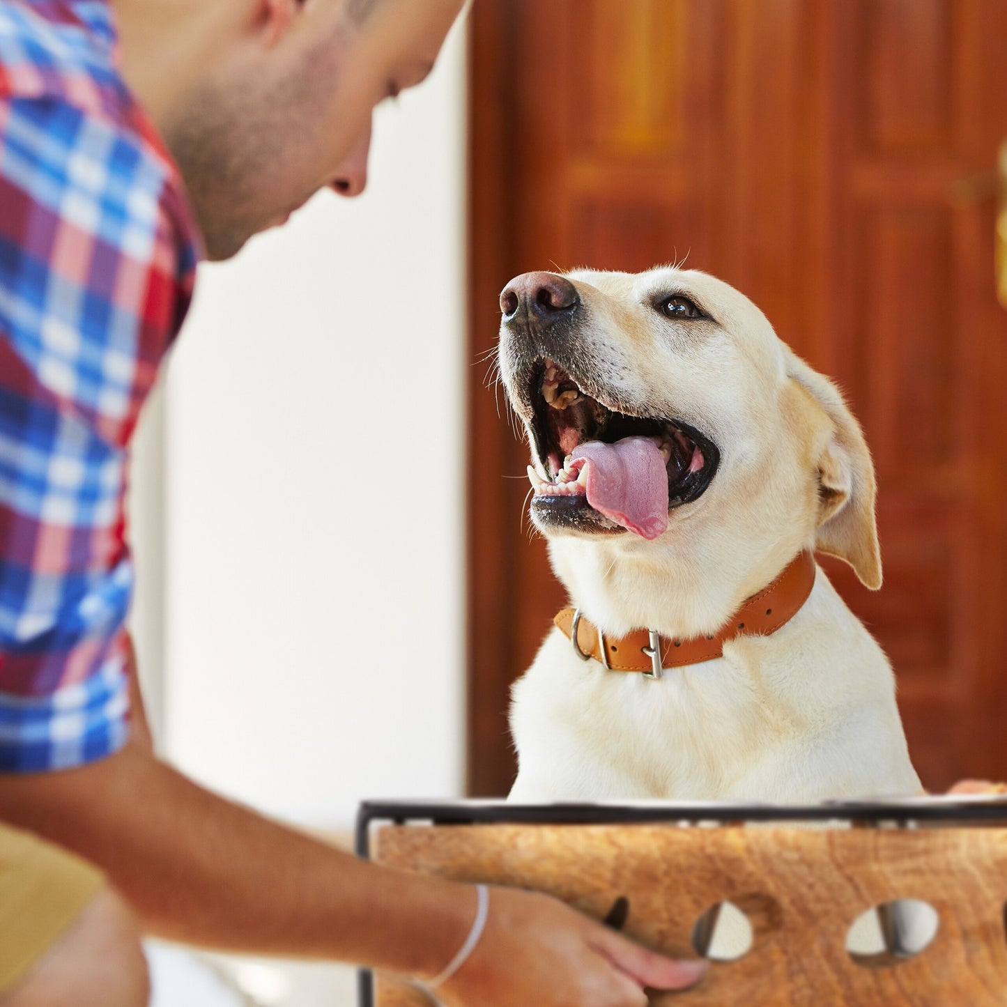 Feeding station "Woof" for dogs