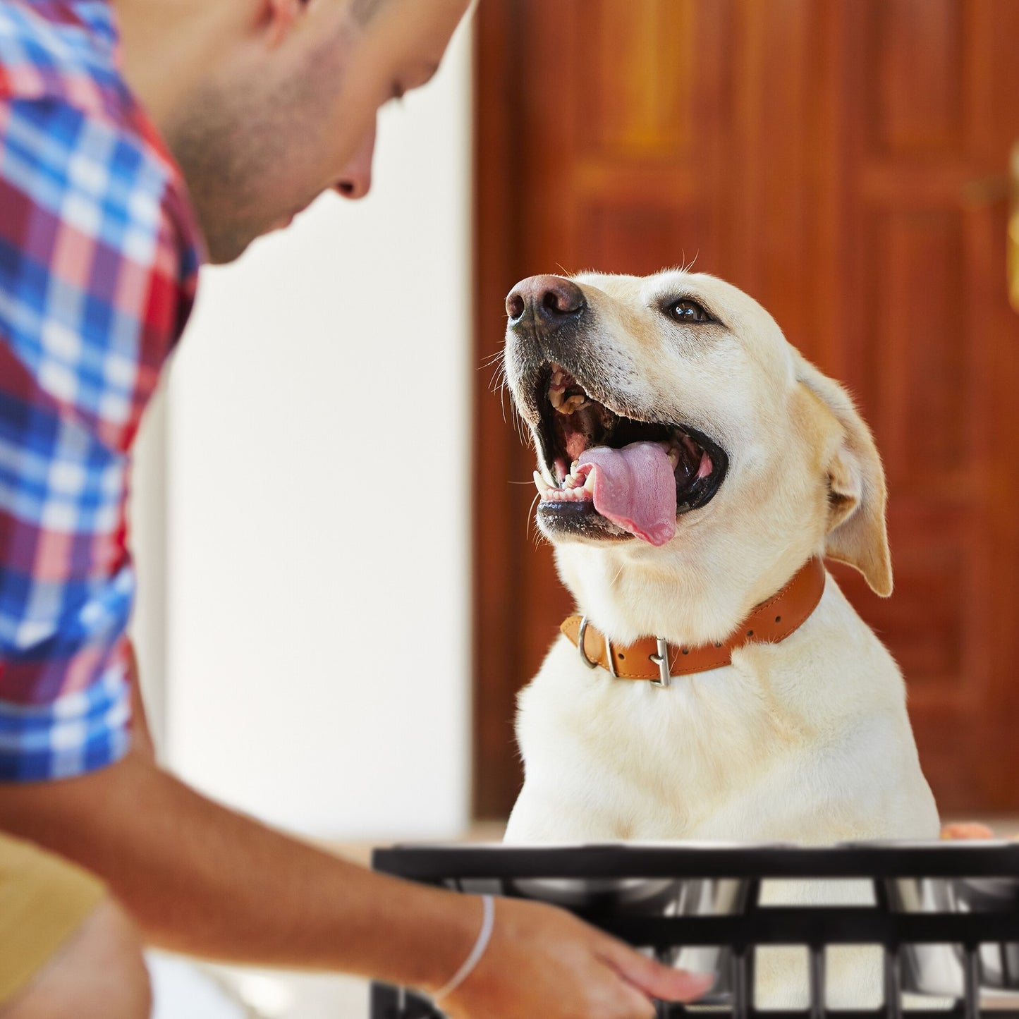 Feeding station for dogs