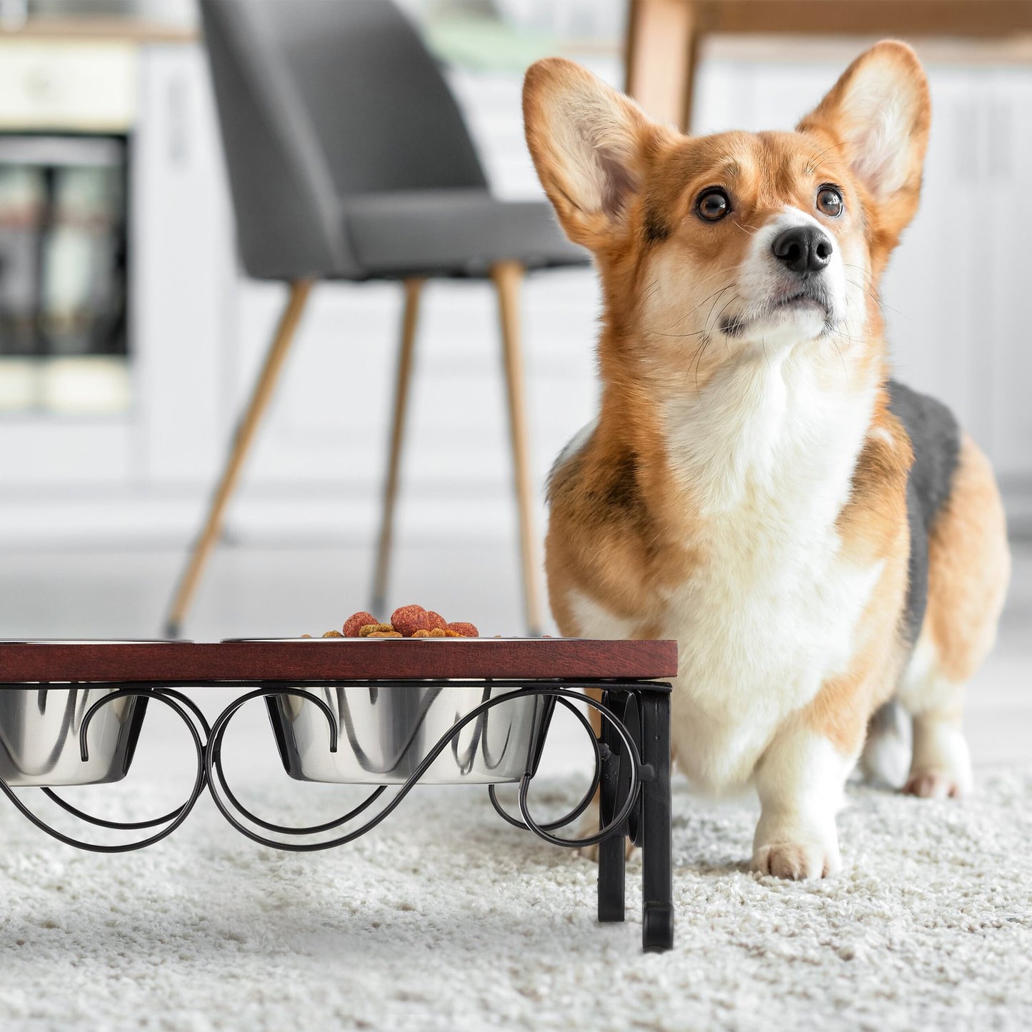 Feeding station for dogs