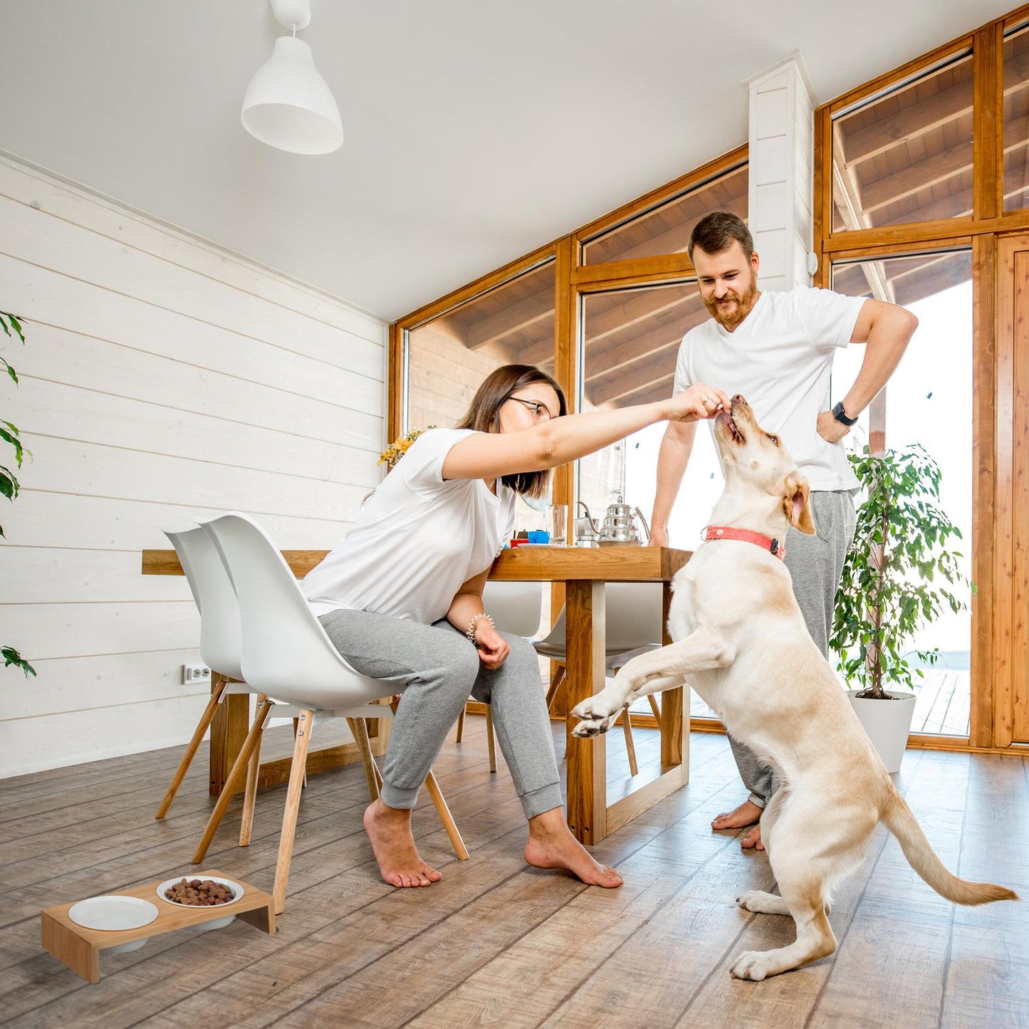 Feeding station for dogs