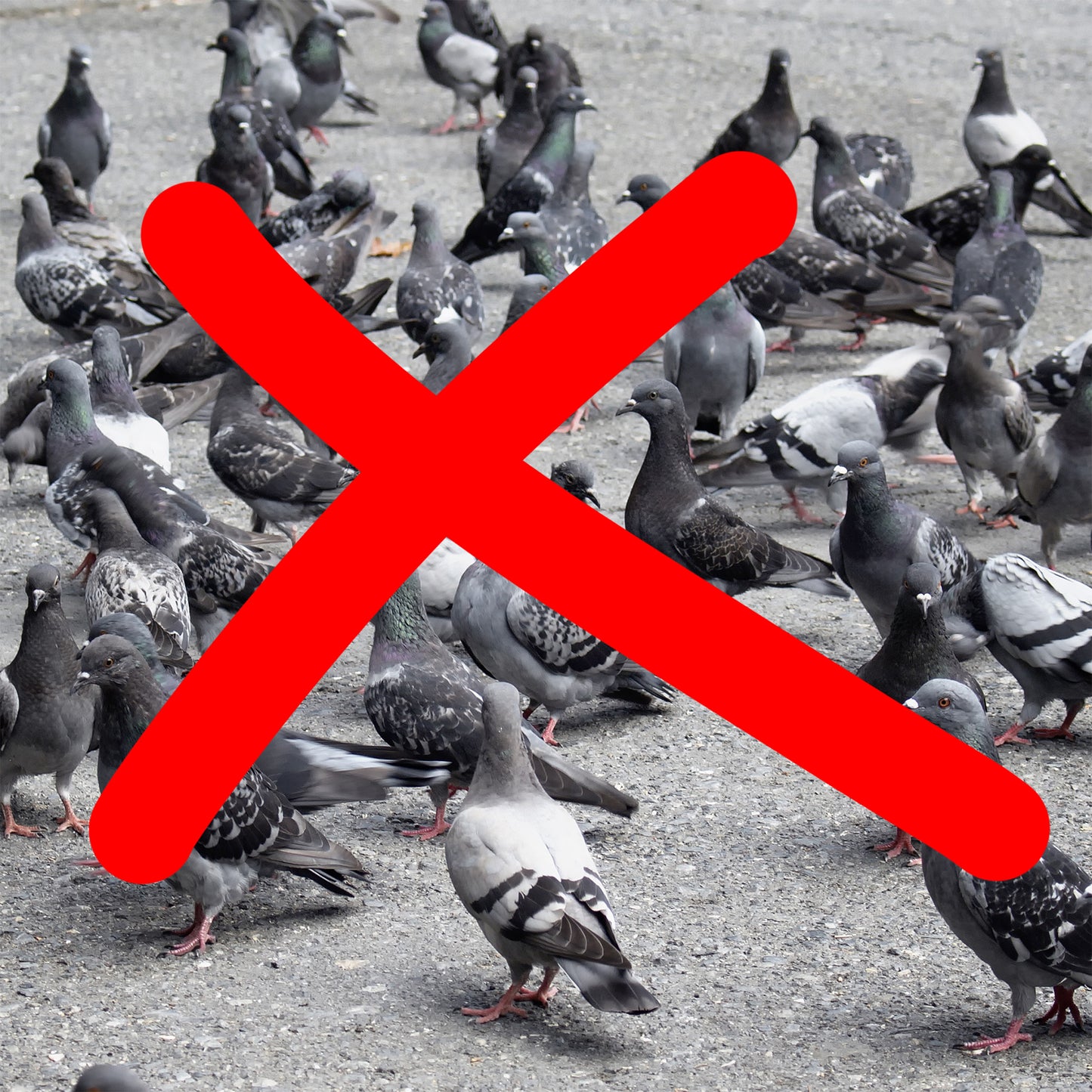 Flying Crow Bird Repellent