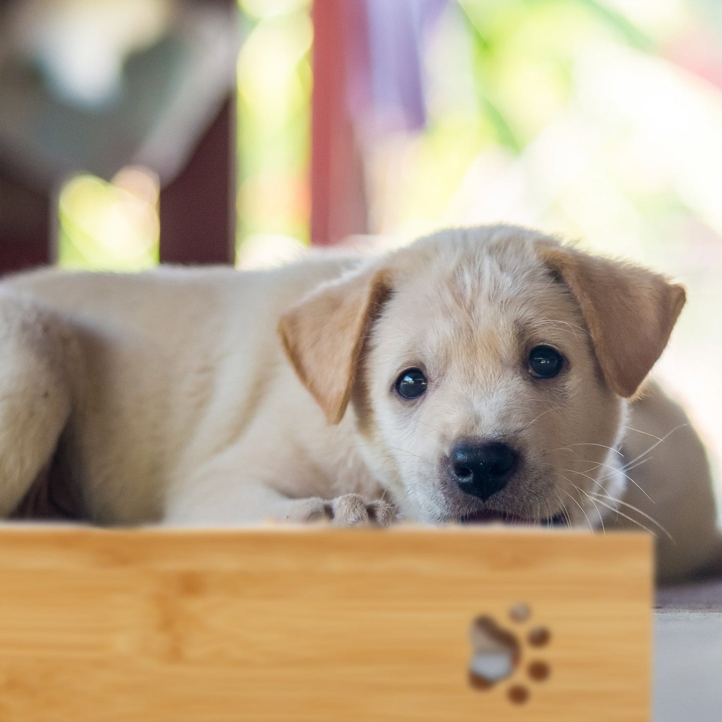 Food bowls for dogs