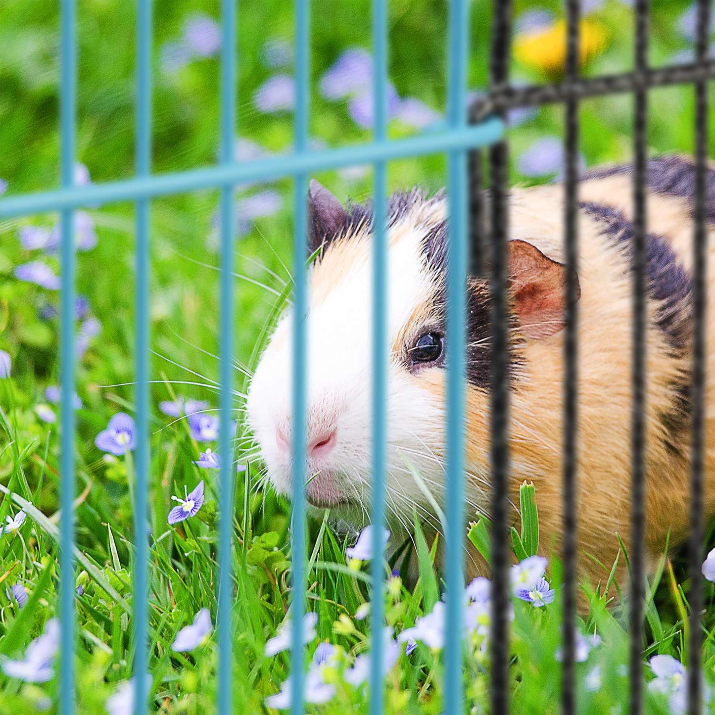 Freedom fence for small animals multicolored