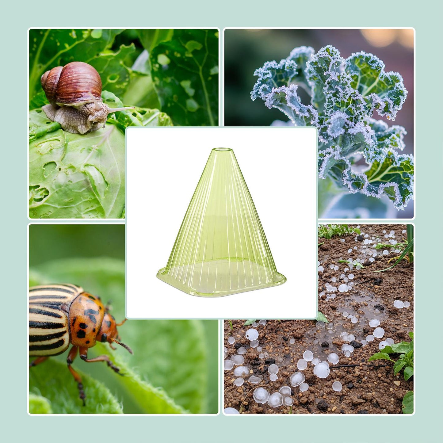Garden Plant Cloches – Protects Seedlings from Pests