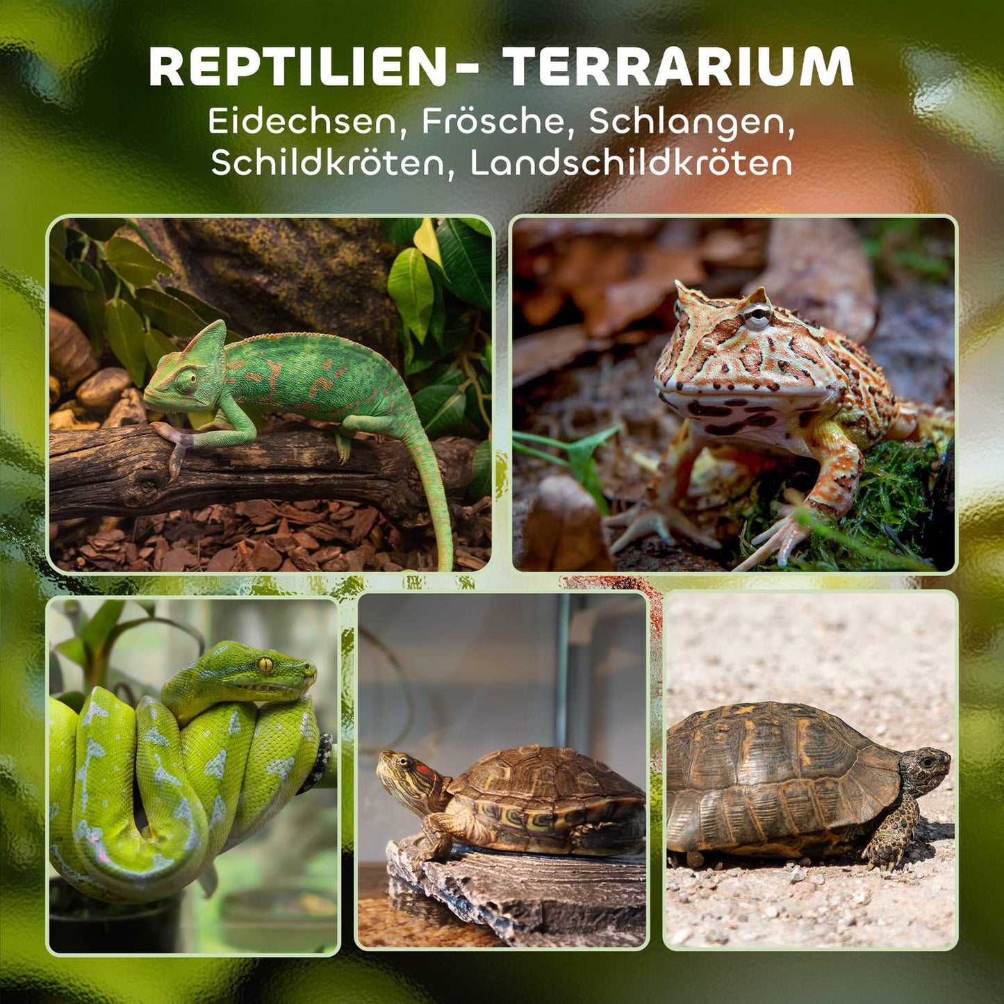 Glass Terrarium for Reptiles, Waterproof Base, Secure Lock