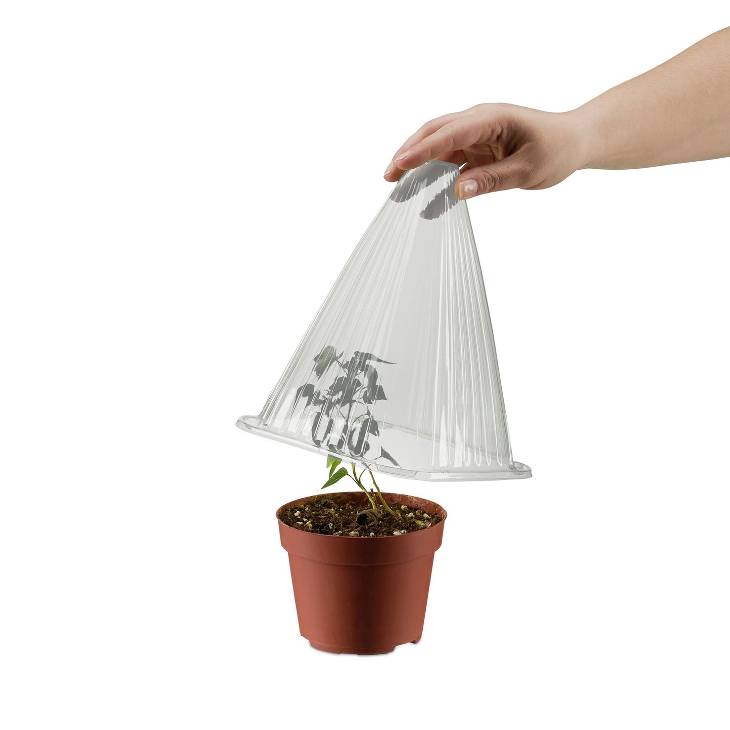 Gray plant hat 10-pack