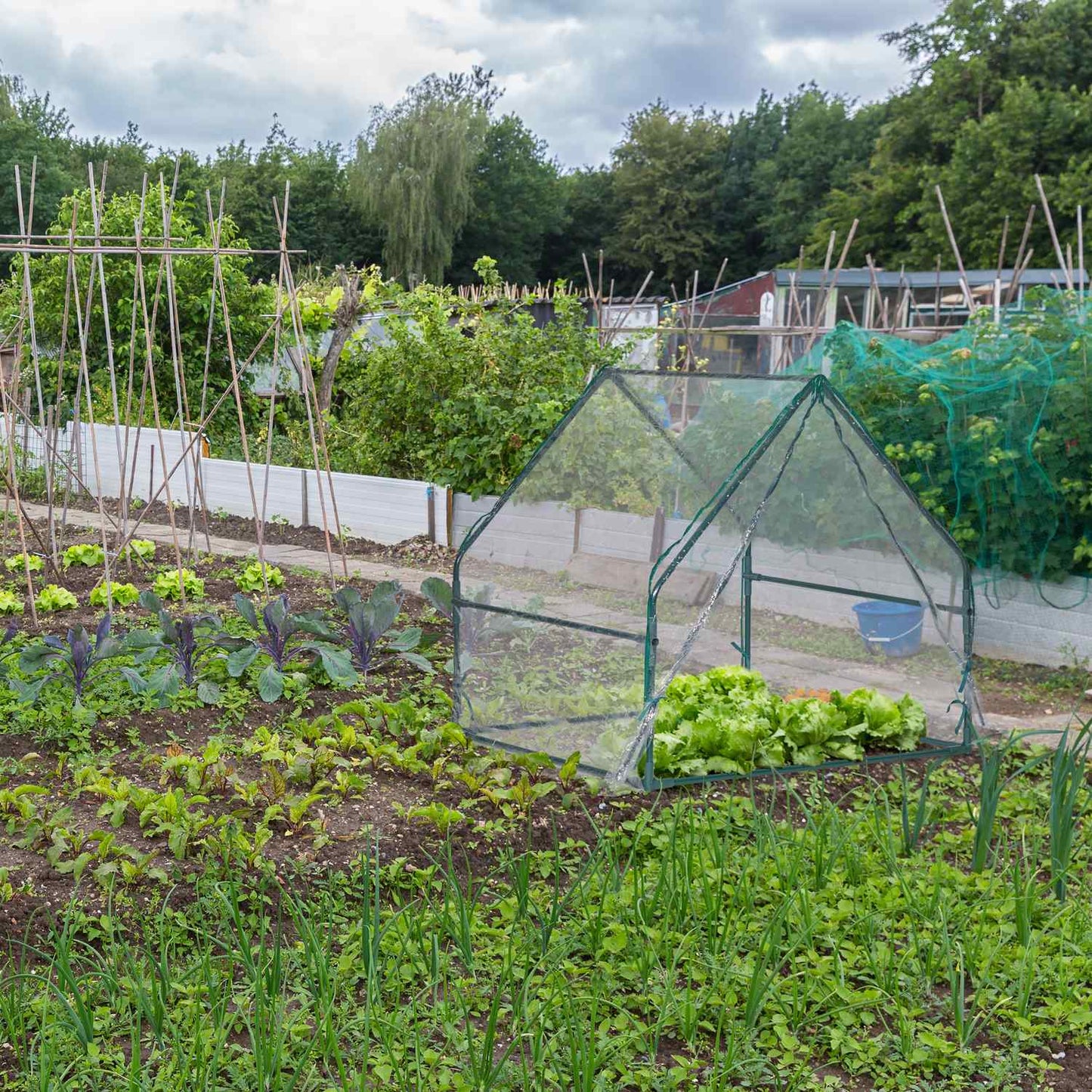 Greenhouse Tent with Door