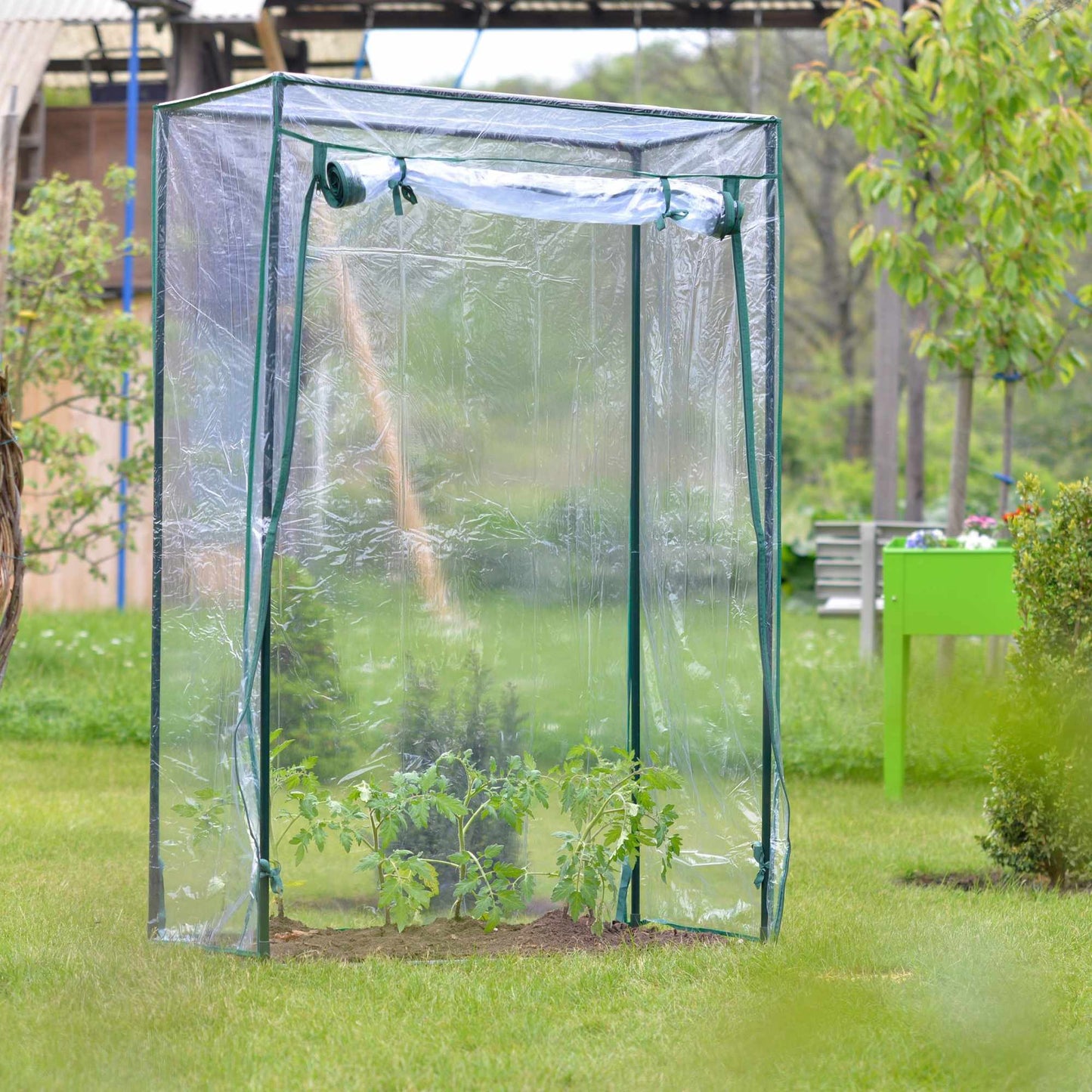 Greenhouse tomato cultivation