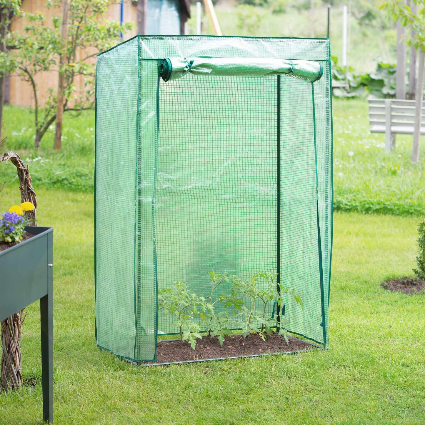 Greenhouse tomato cultivation