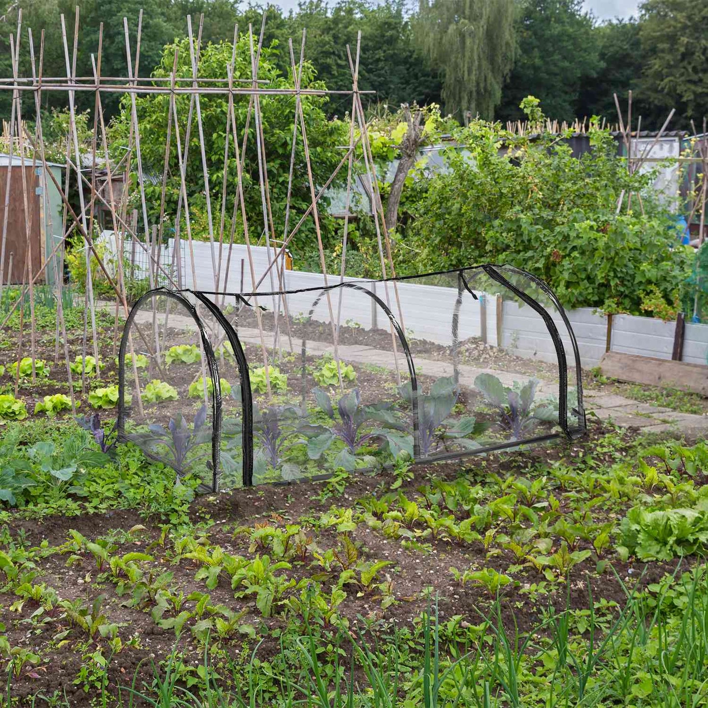 Greenhouse tunnel PVC with door