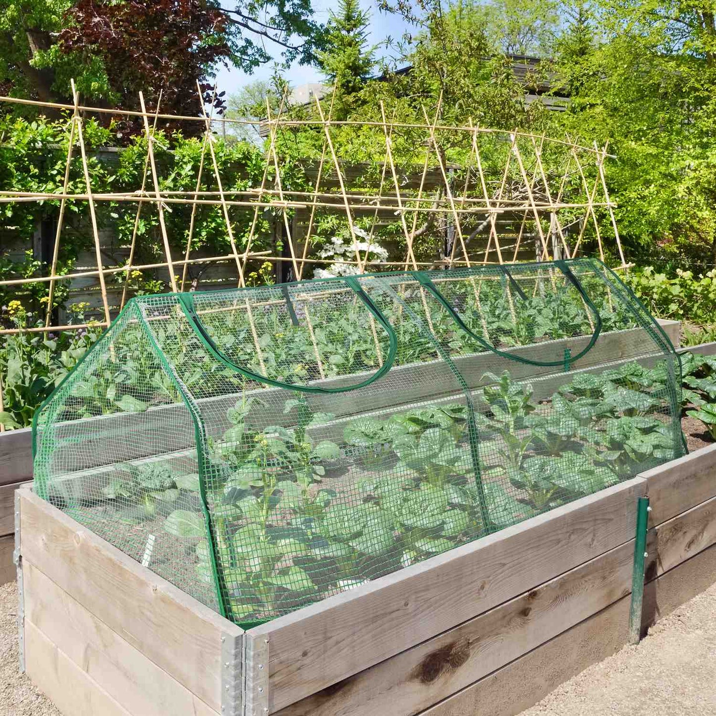 Greenhouse with 2 windows