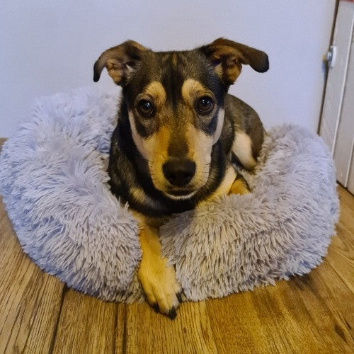 Hairy dog bed, gray 22759