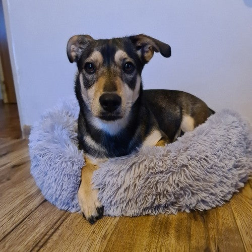 Hairy dog bed, gray 22759