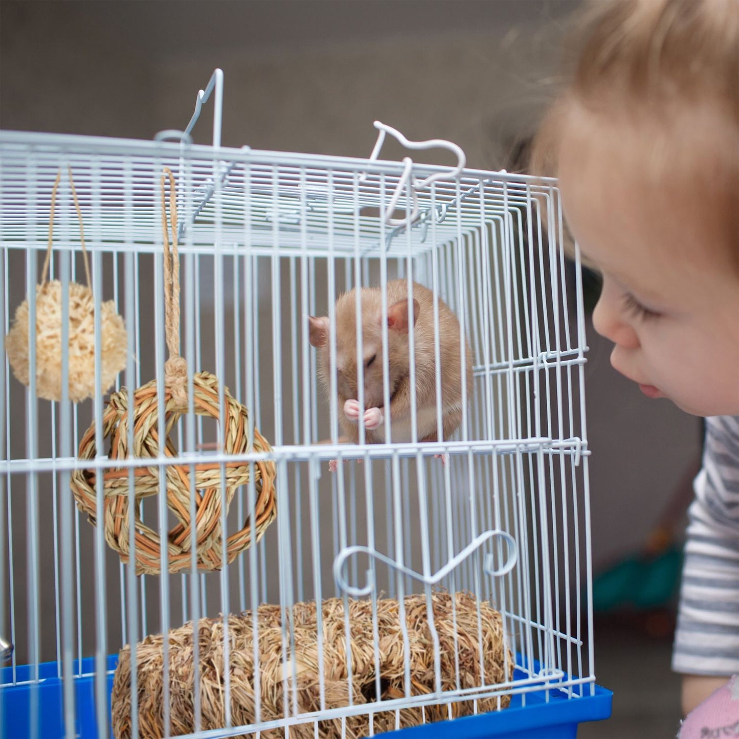 Hamster Accessories Set 5 pcs.
