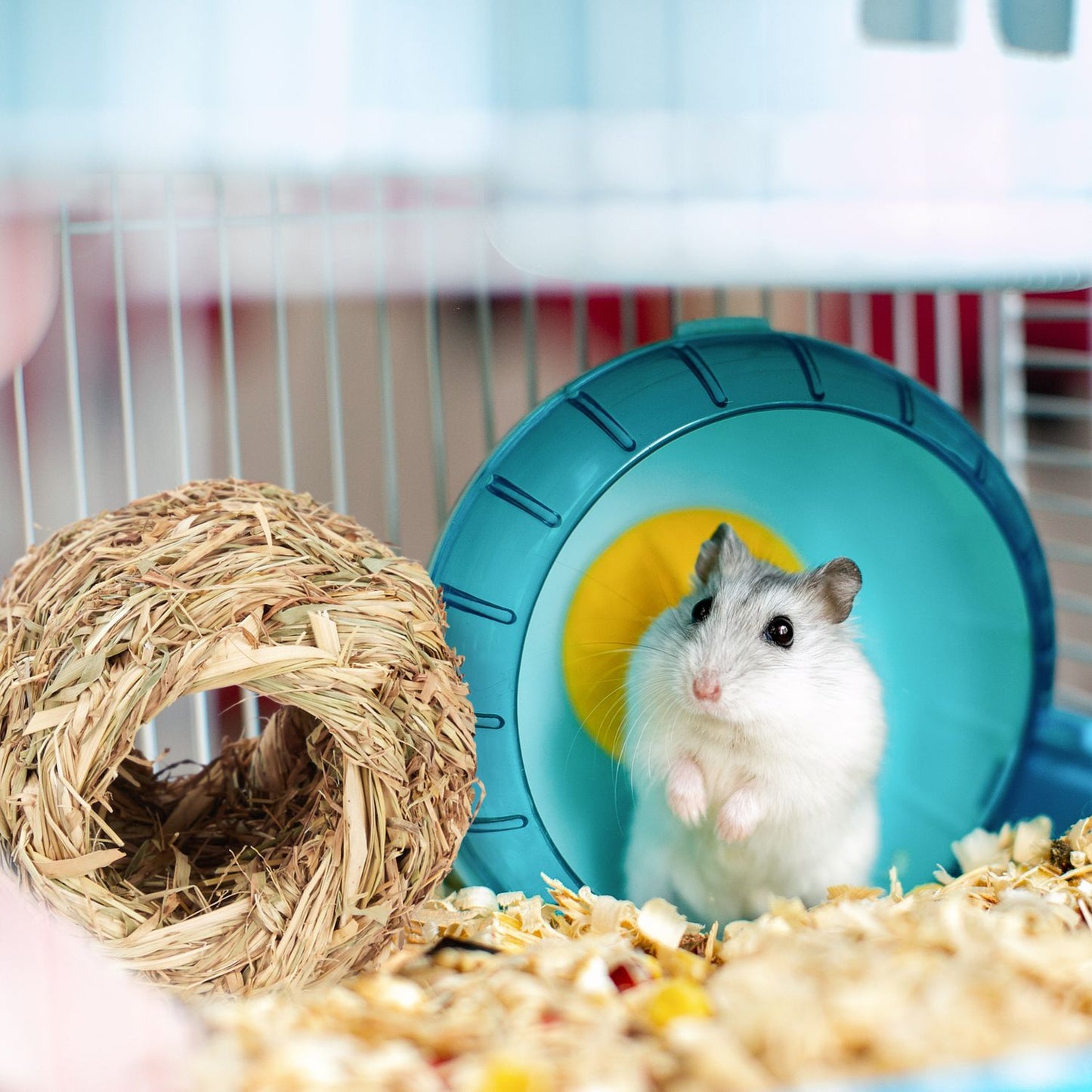 Hamster Accessories Set 5 pcs.