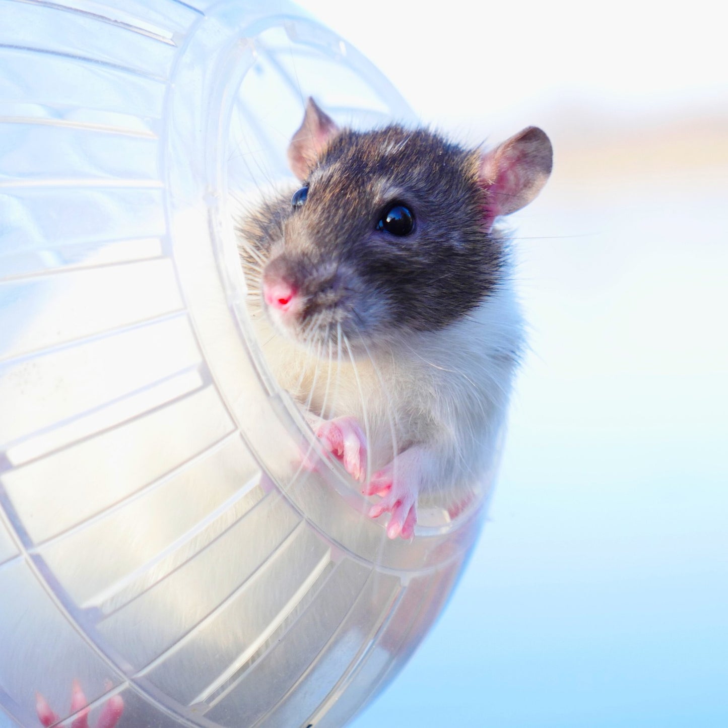 Hamster ball transparent