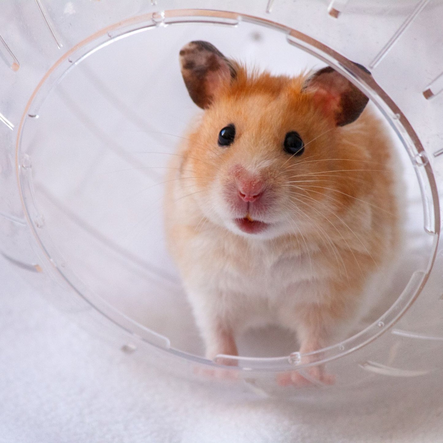 Hamster ball with gray lid