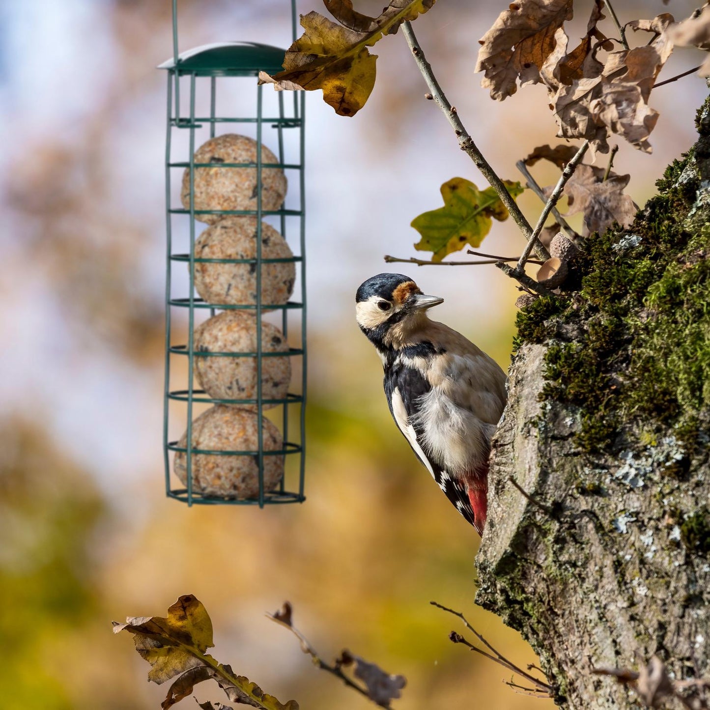 Hanging Bird Feeder Set of 2