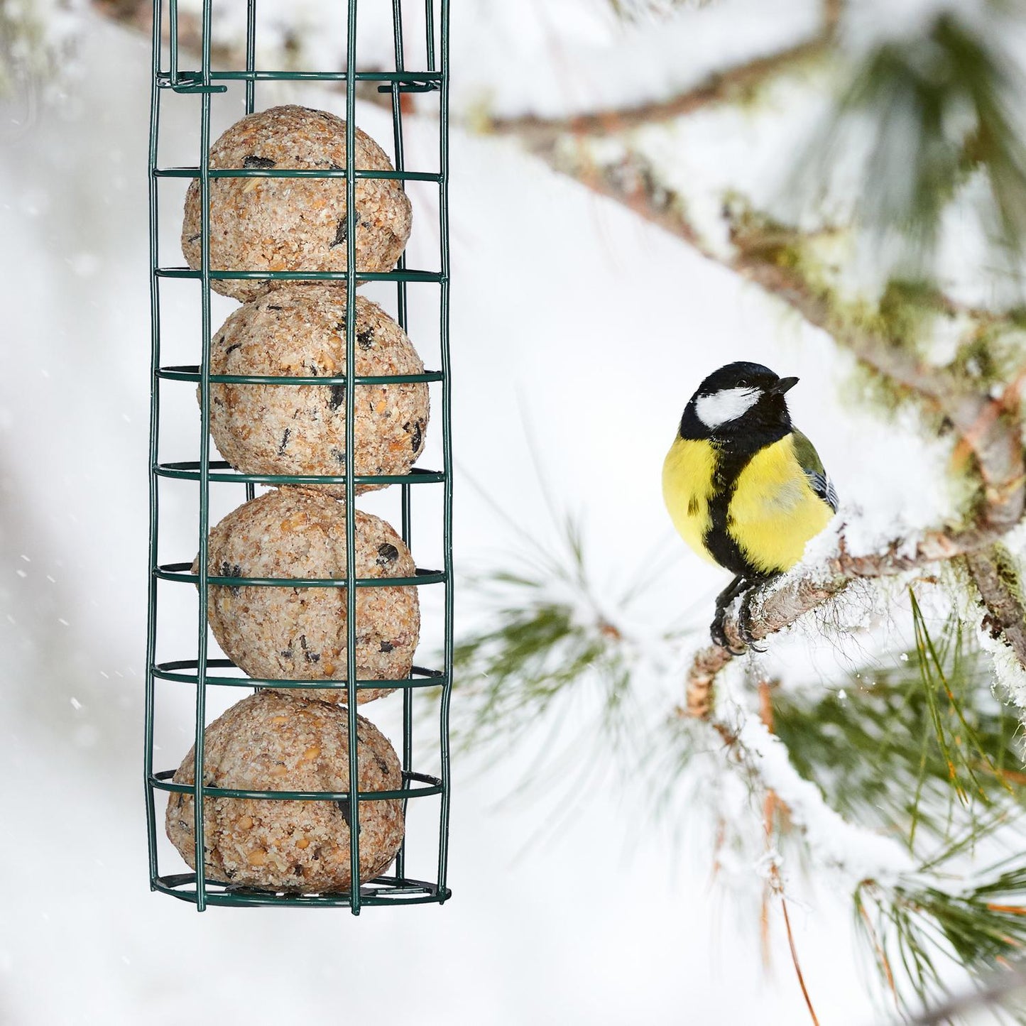 Hanging Bird Feeder Set of 2
