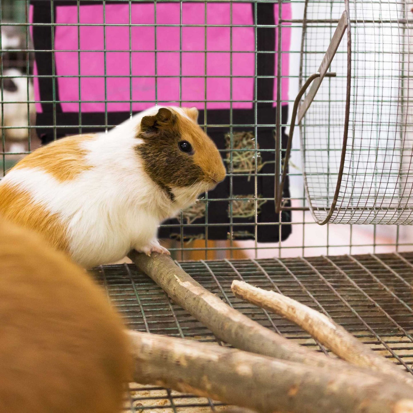 Hay bag for small animals
