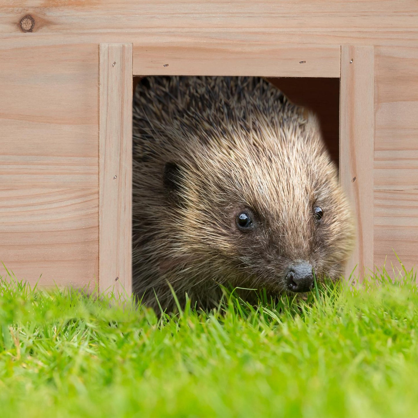 Hedgehog House for Garden – Fir Wood, 2 Chambers