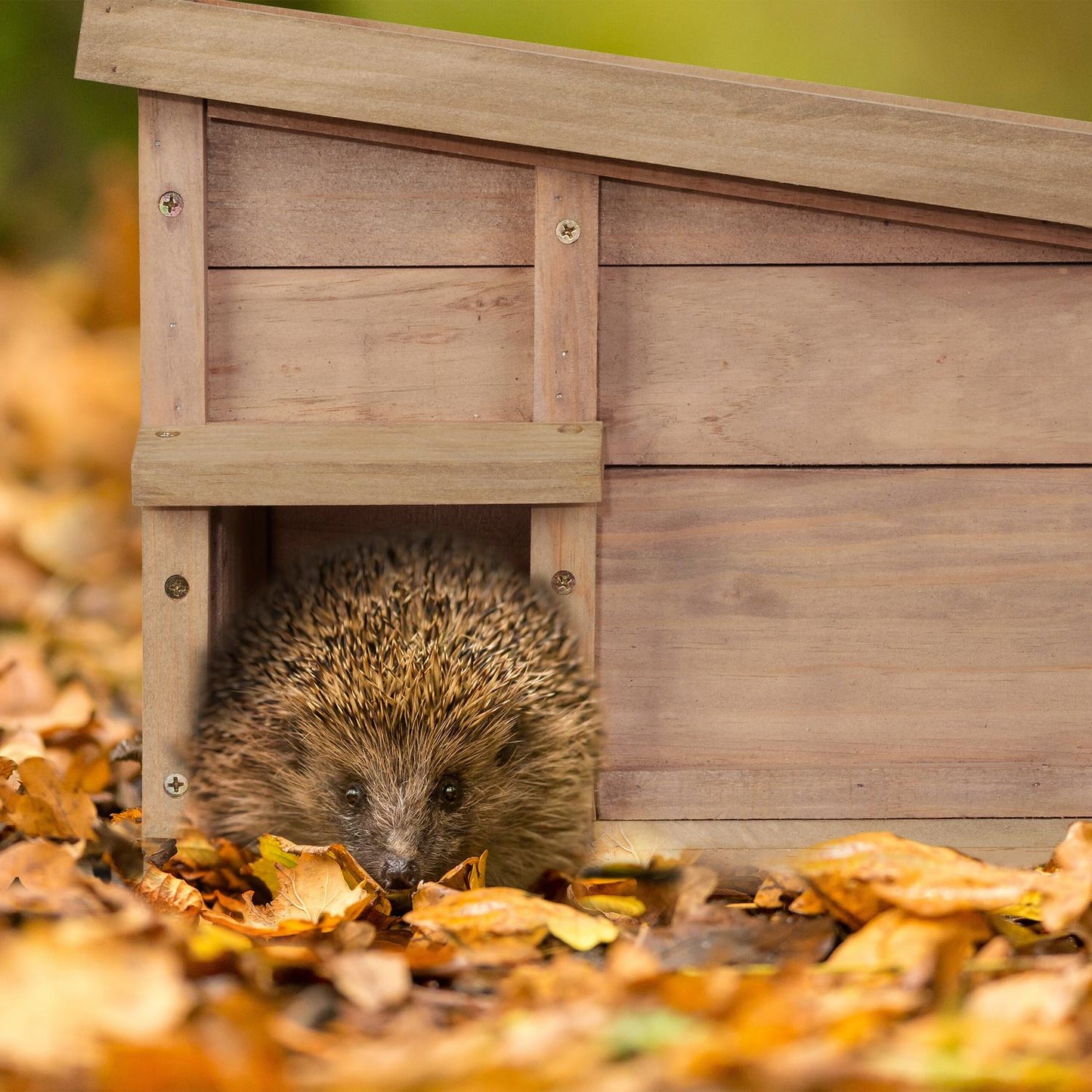 Hedgehog house with floor