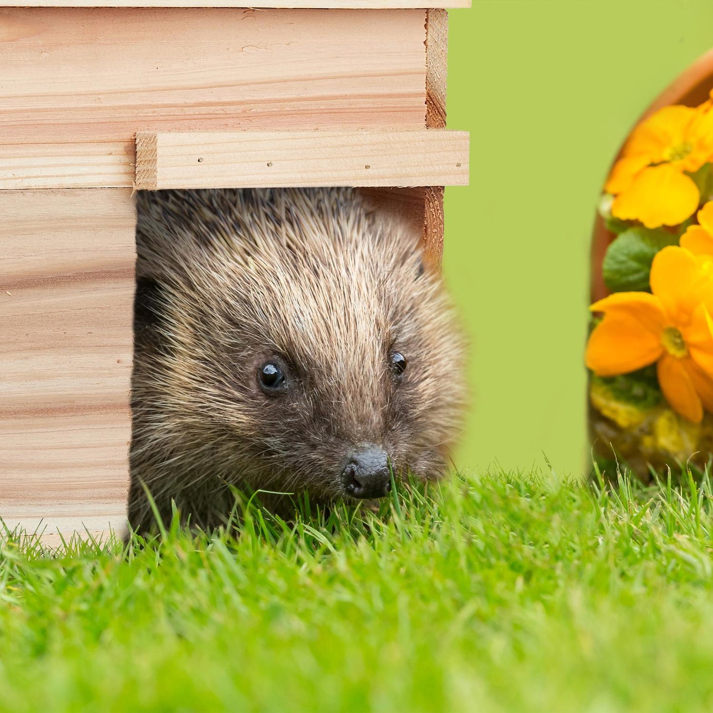 Hedgehog house with floor