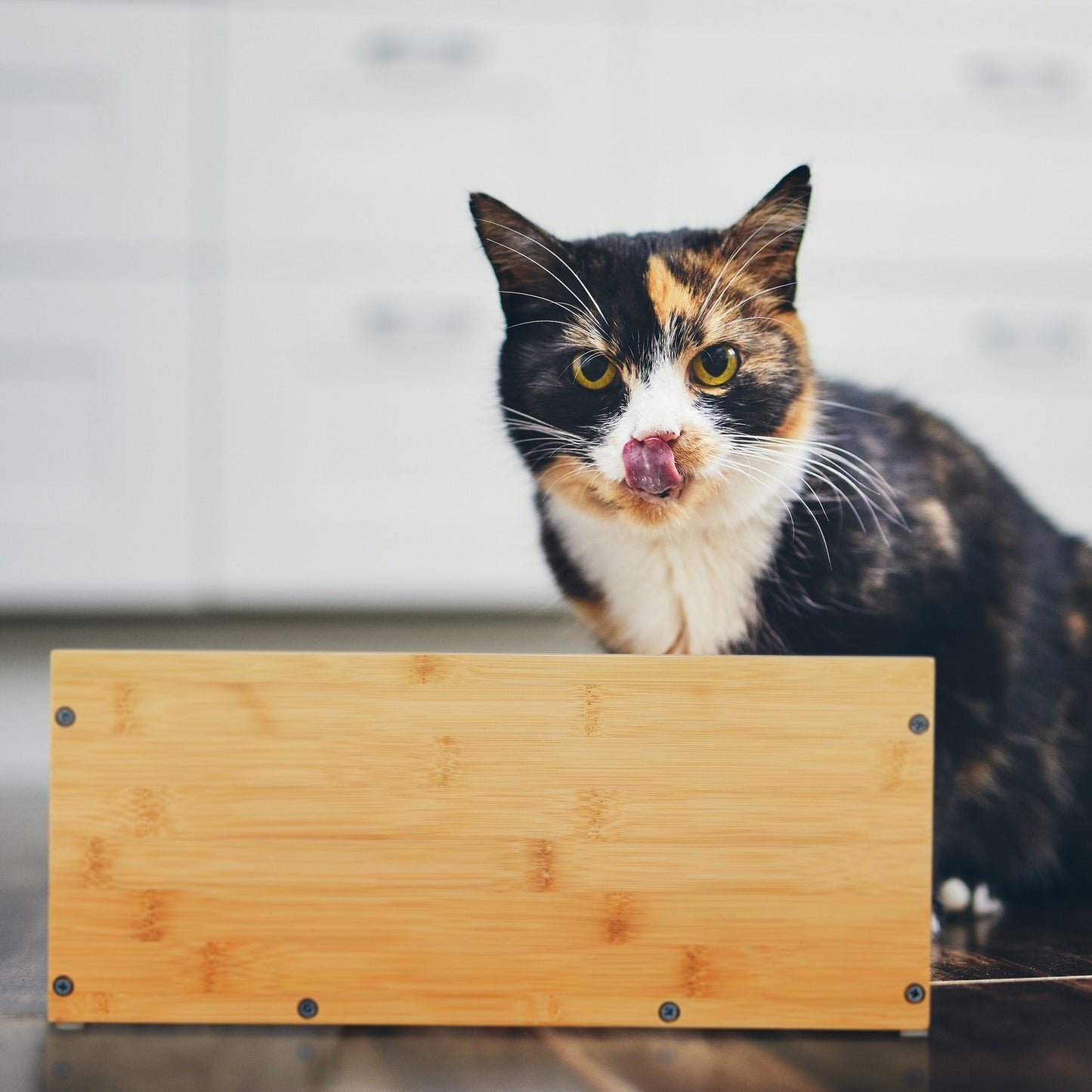 Height-adjustable feeding station for cats