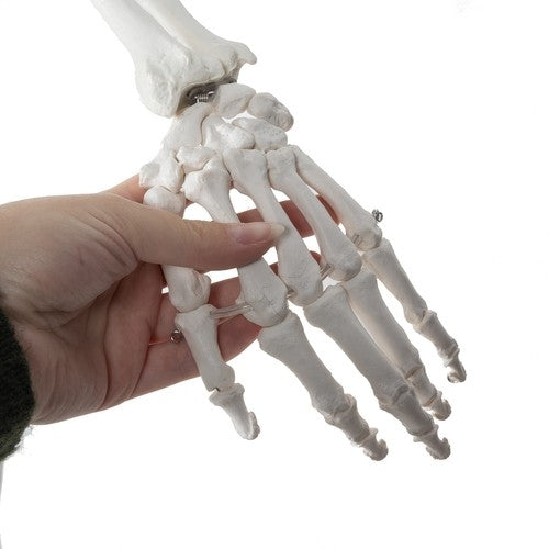Human skeleton - 170cm Malatec 22583