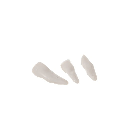 Human skeleton - 170cm Malatec 22583