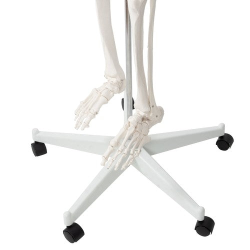 Human skeleton - 170cm Malatec 22583