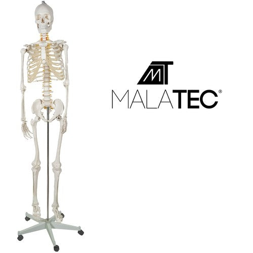 Human skeleton - 170cm Malatec 22583