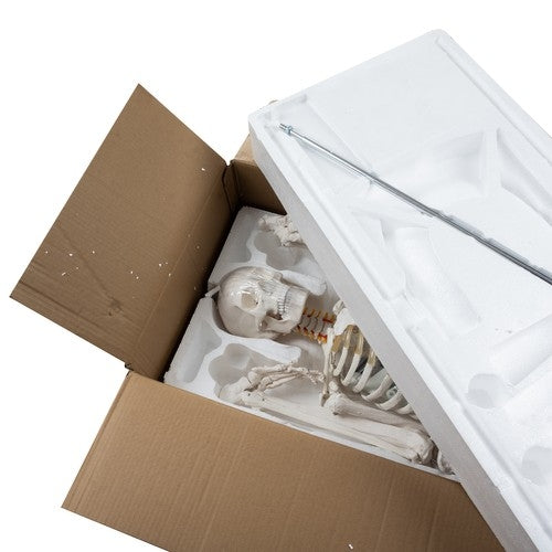 Human skeleton - 170cm Malatec 22583