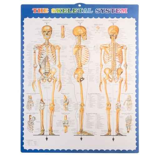 Human skeleton - 170cm Malatec 22583
