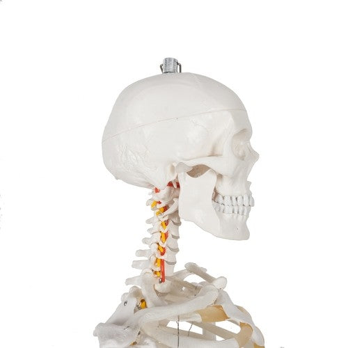 Human skeleton - 170cm Malatec 22583