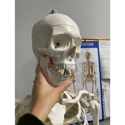 Human skeleton - 170cm Malatec 22583