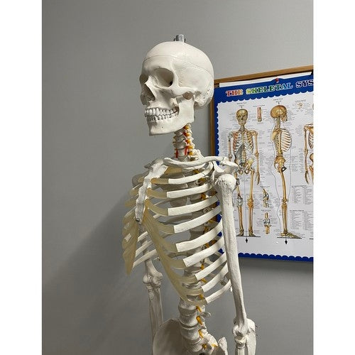 Human skeleton - 170cm Malatec 22583