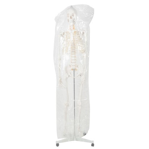 Human skeleton - 170cm Malatec 22583