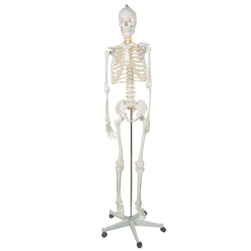 Human skeleton - 170cm Malatec 22583