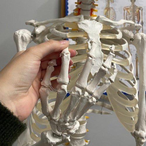 Human skeleton - 170cm Malatec 22583