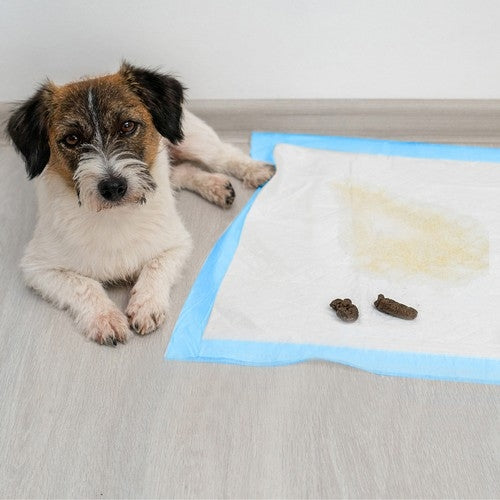 Hygienic pad 60x60cm 50 pcs. Purlov 21600