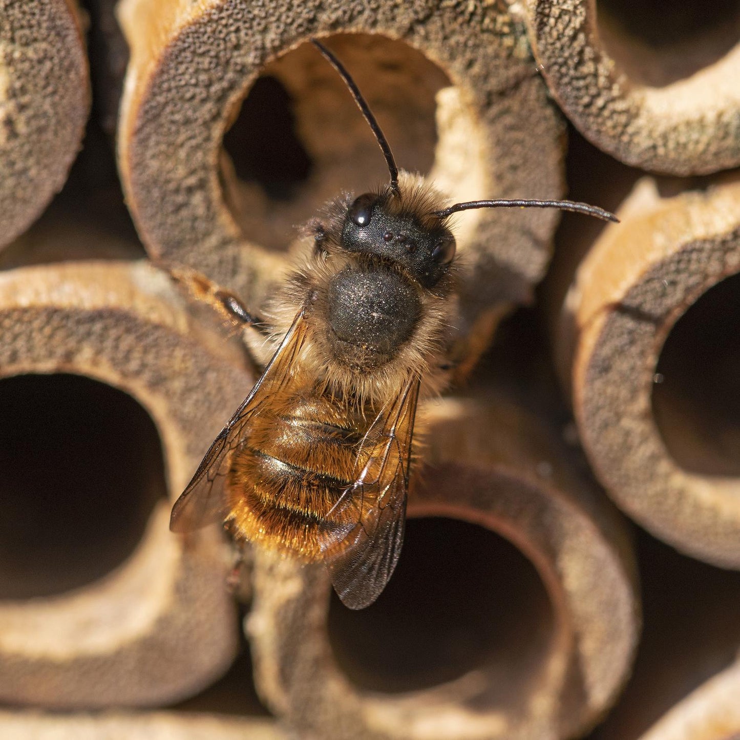 Insect Hotel for Bees with Green Roof