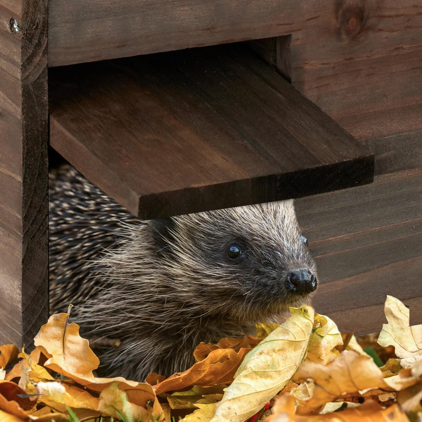 Large Wooden Hedgehog House