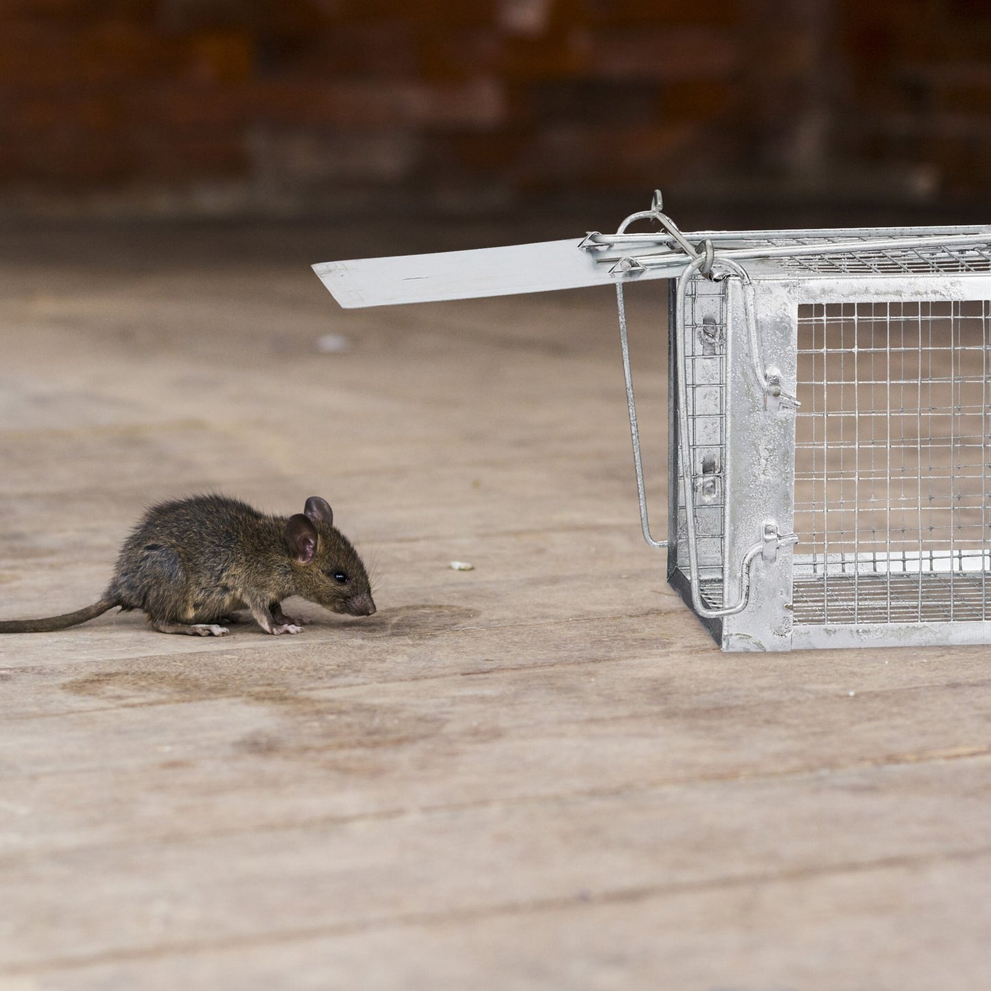 Live trap for mice and rats