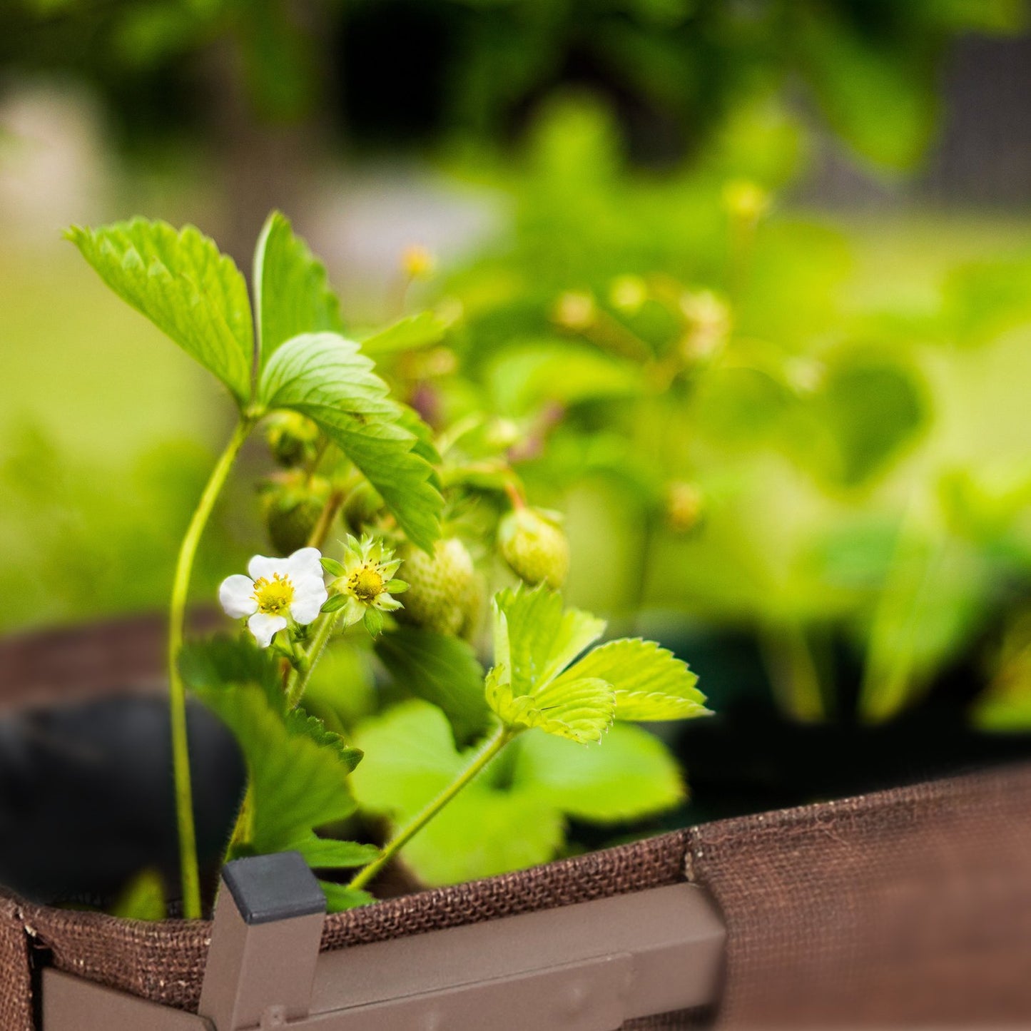 Metal planter with pre-formed liner