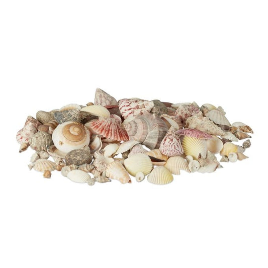 Mix of Sea and Snail Shells 1 kg
